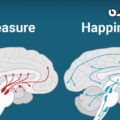 شادی در مغز شما چه شکلی است؟